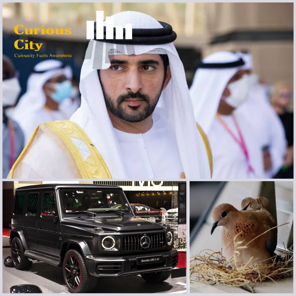 Dubai Crown Prince VS Pigeon Dubai Crown Prince VS Pigeon